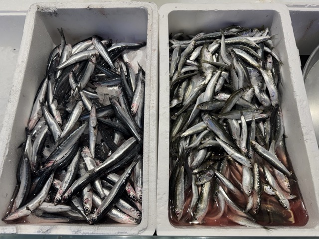 Image of freshly Ligurian anchovies in a Ligurian market