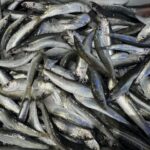 Image of freshly Ligurian anchovies in a Ligurian market
