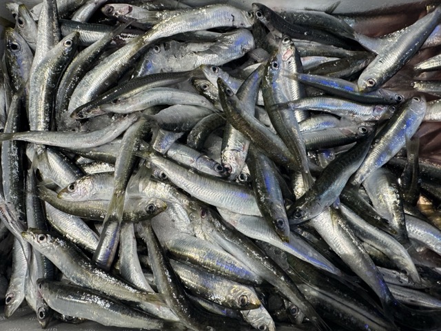 Image of freshly Ligurian anchovies in a Ligurian market