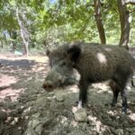 wild boar (cinghiale) in a forest setting