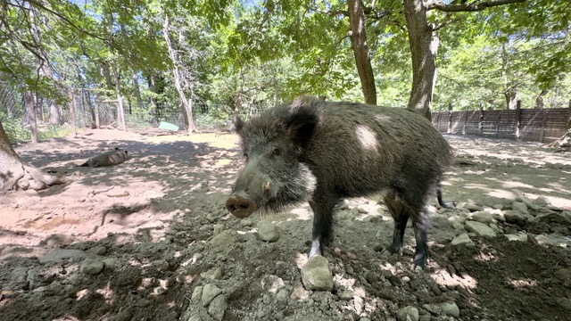 wild boar (cinghiale) in a forest setting
