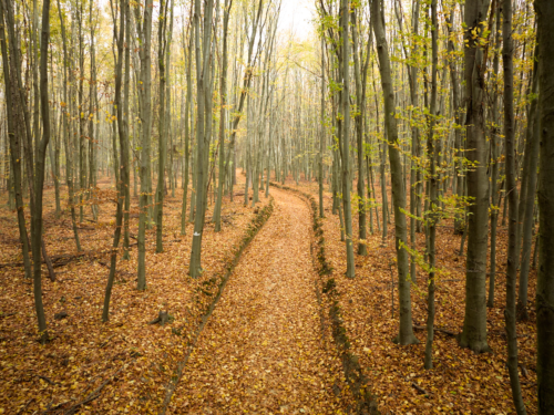 autumn forest italian