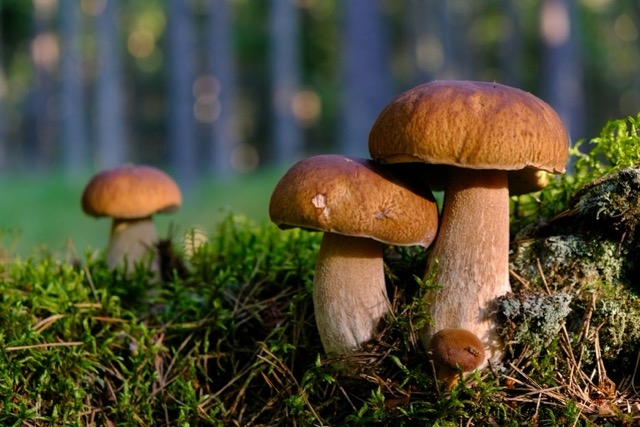 image of porcini mushrooms growing on the forrest floor